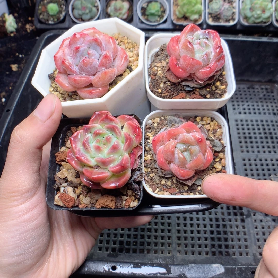 无花朵Q98yyyyyyyty