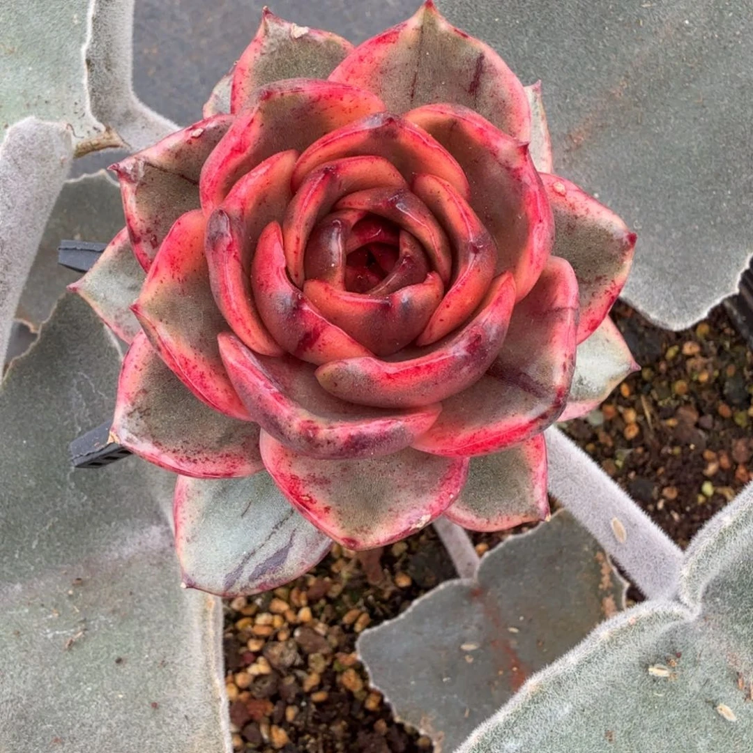 红玫瑰锦锦上园艺一物一拍