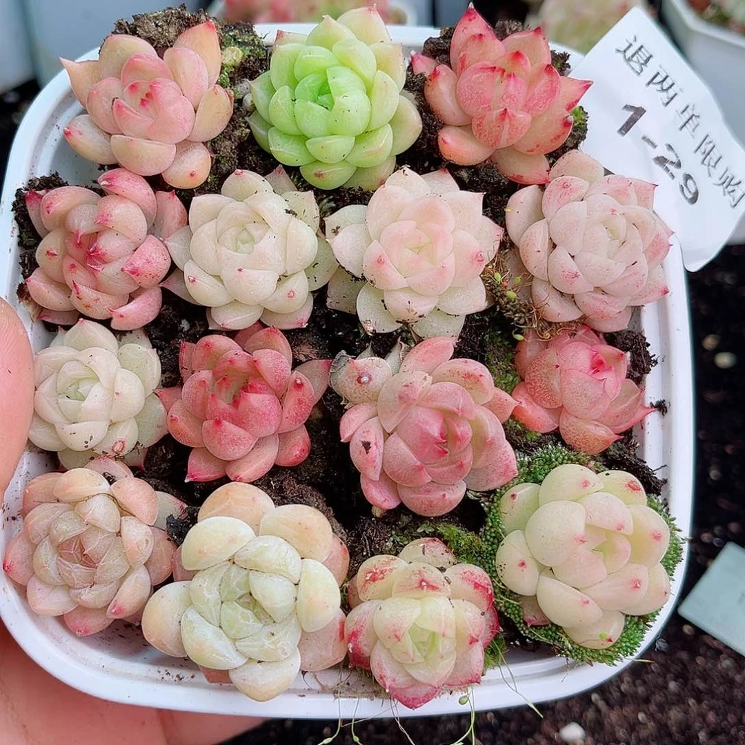 小**学1-29 新疆西藏内蒙不发初7初8发货