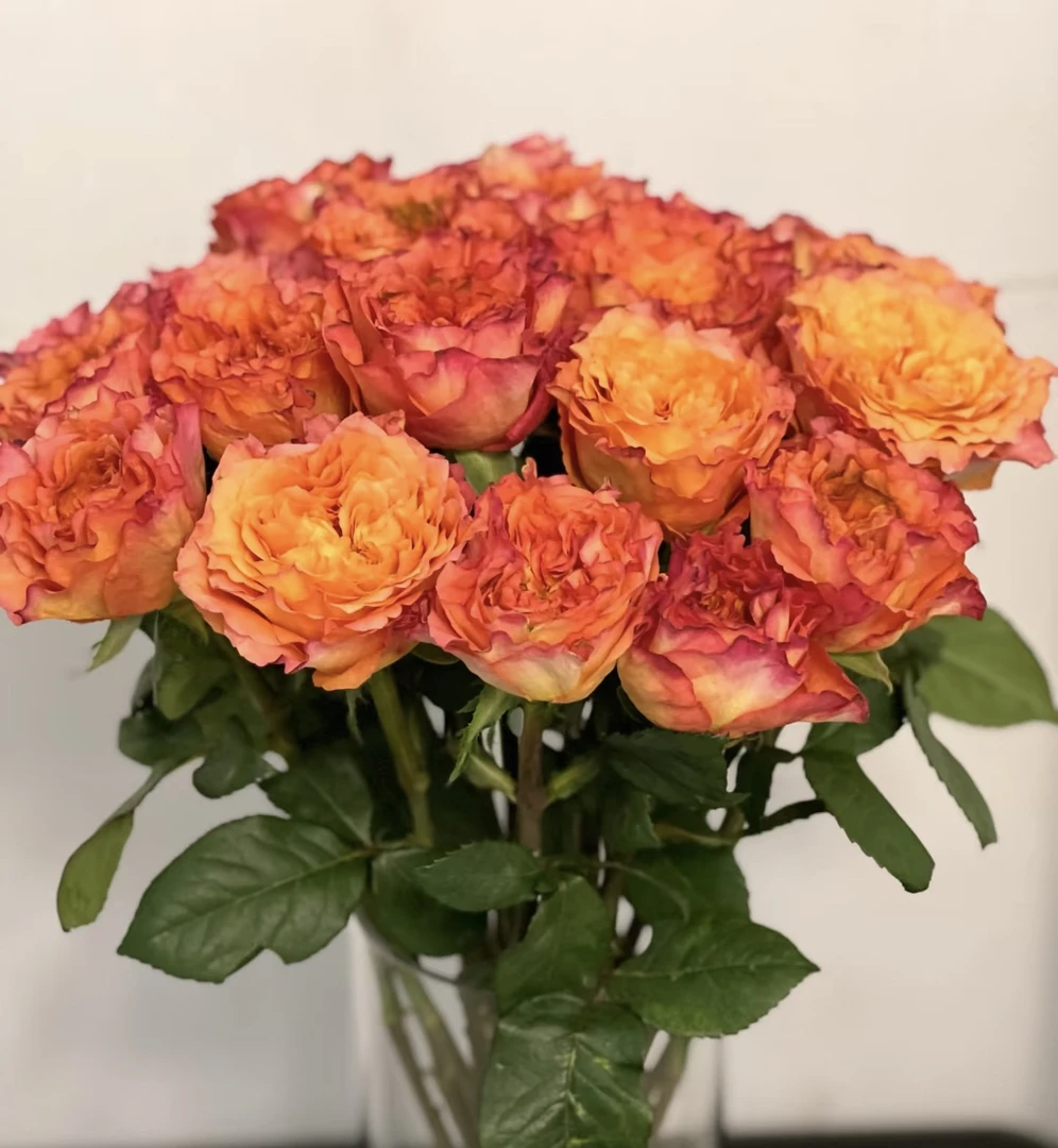 火灵鸟单头玫瑰18支+2支防破损 居家玫瑰 收到花带包装醒花