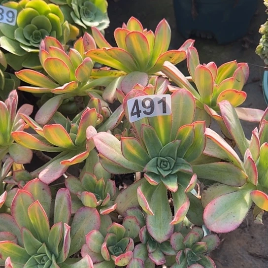 天***意多肉植物一个星灿