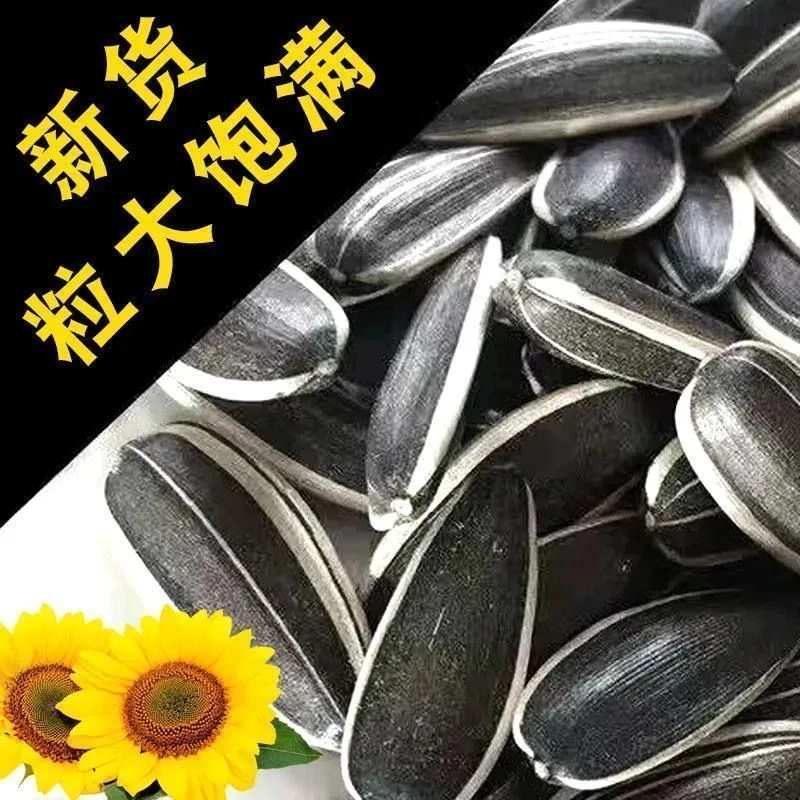 新鲜精品363生货大颗粒