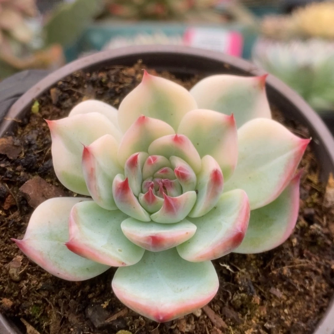 075锦锦锦锦锦锦锦