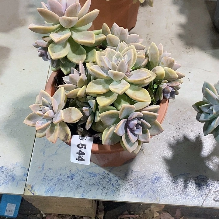 ****柒544紫雾多肉植物多肉