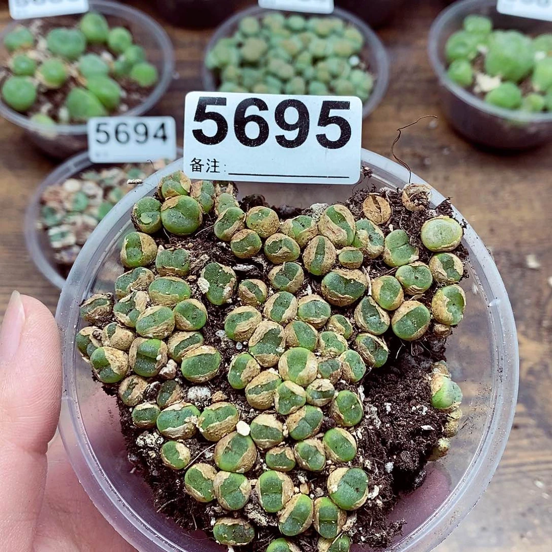 5695水晶鞋啦啦啦啦