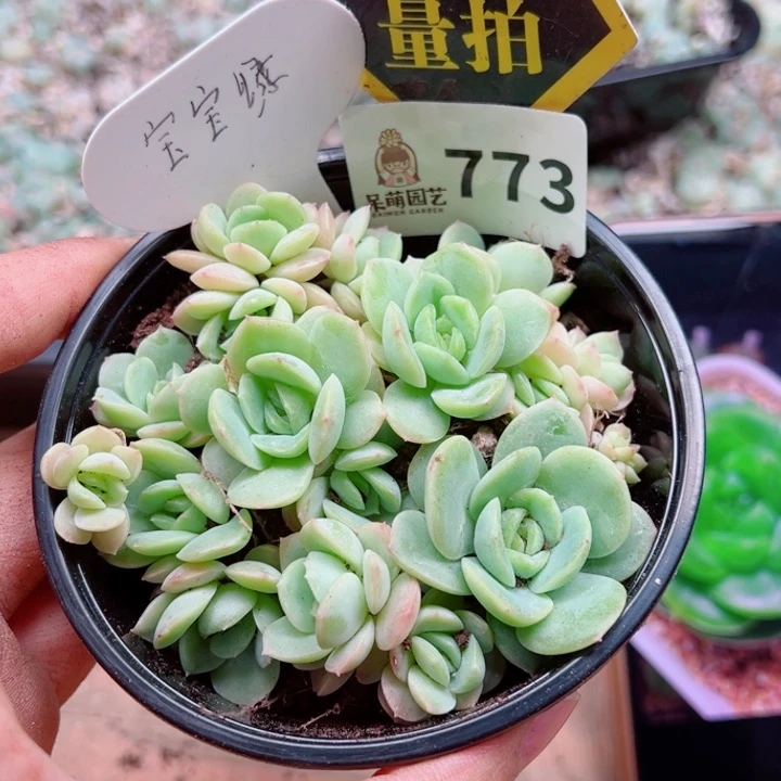 多肉植物多肉植物