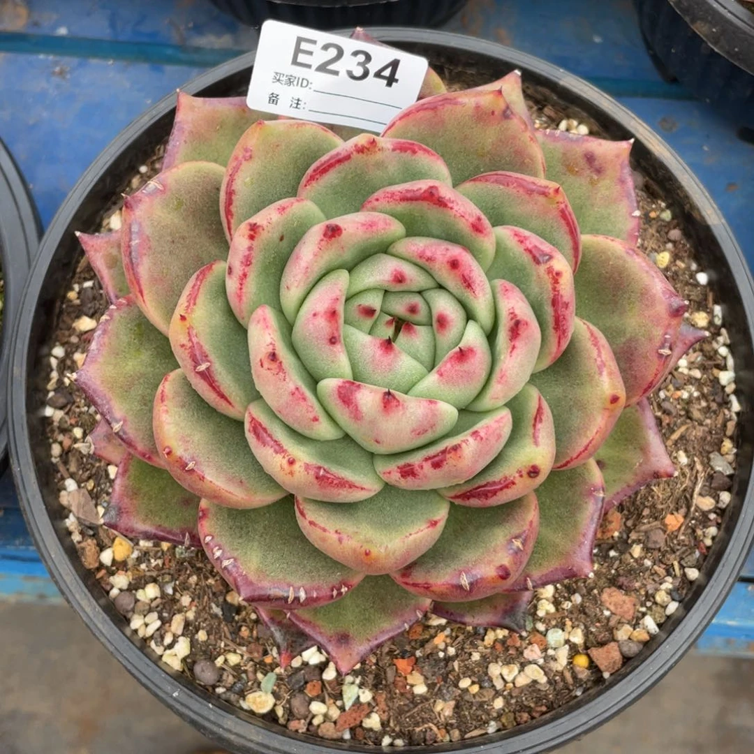 无花朵若如东云单拍E234
