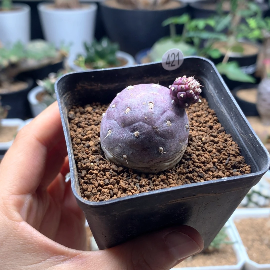 自根习志野带盆421