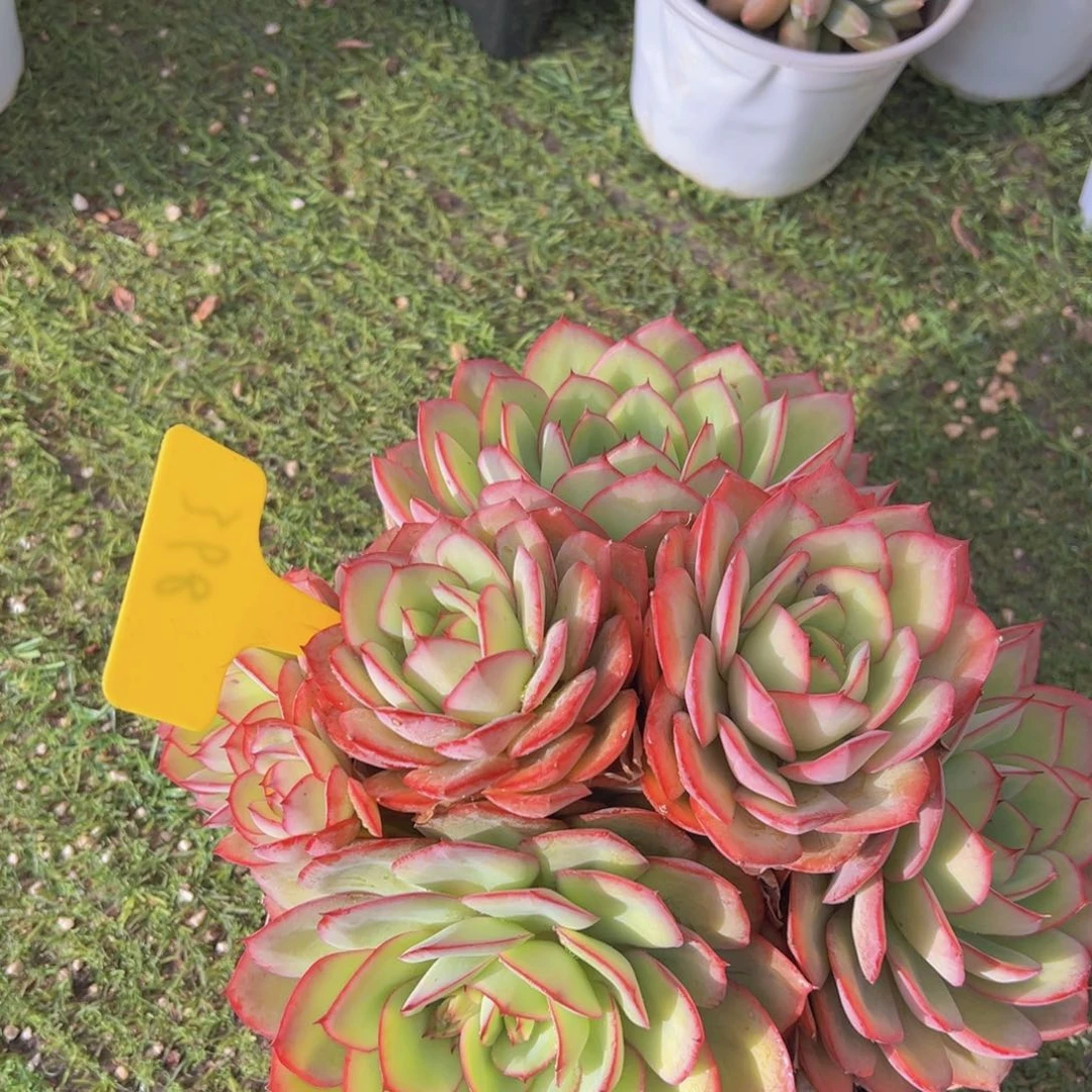 香玉的故事是一个人的故事吗