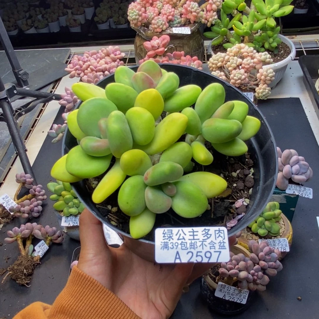 597芒果奶多肉11c m