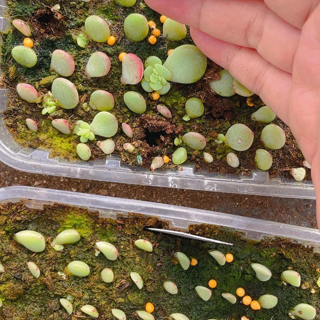 初*190缀化一个满25包邮