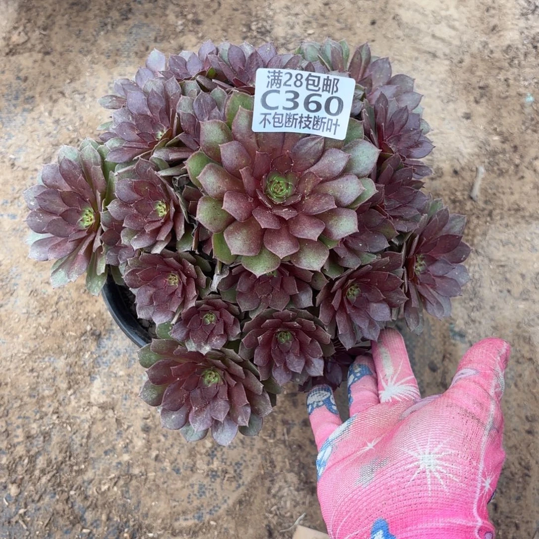 N. 360红魔多肉1，cade