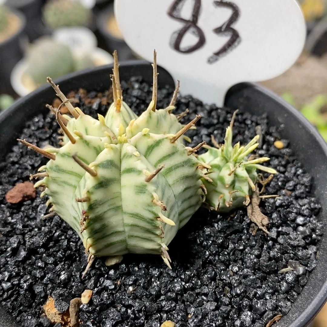 83号实生双头斑马锦5cm
