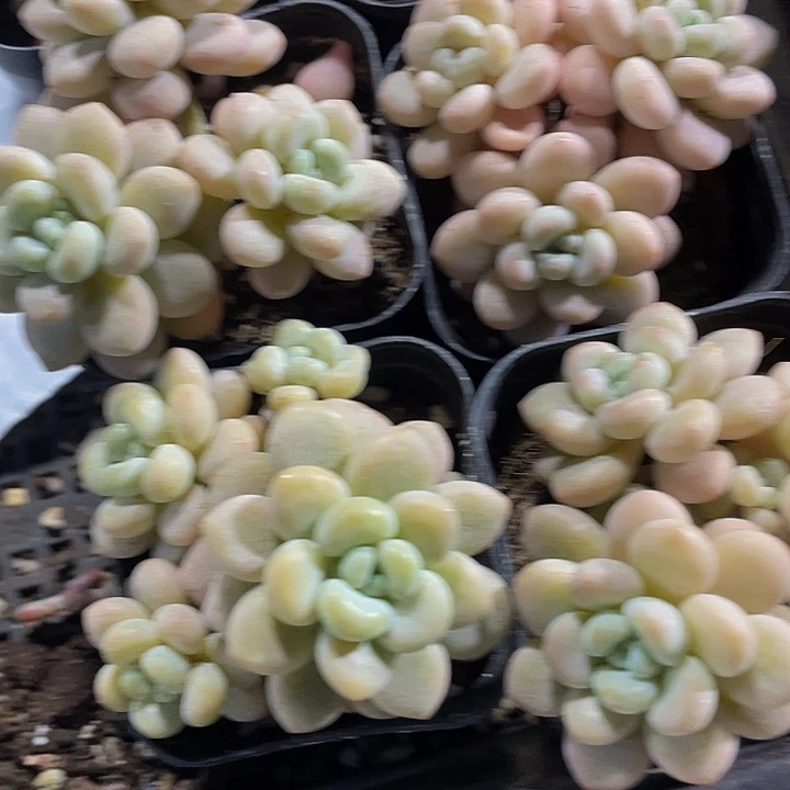 6.5方洛可可群带盆