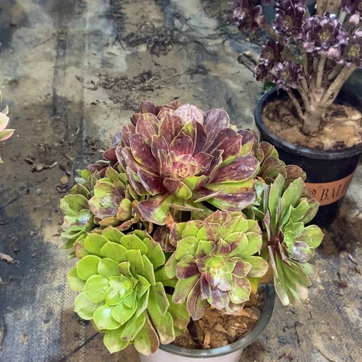 花月夜多肉植物51