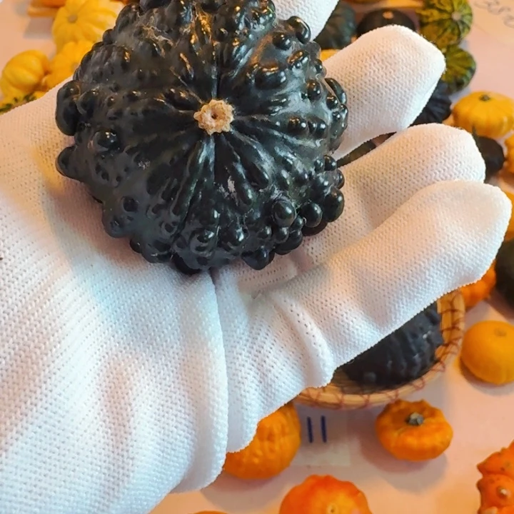 为**狂墨西哥七彩葫芦青皮