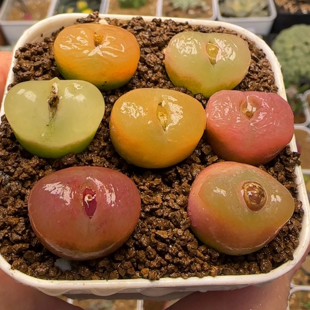 毛毛组合多肉植物百科