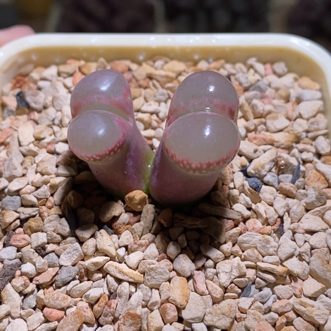 黑眼豆豆仙透透1802.1