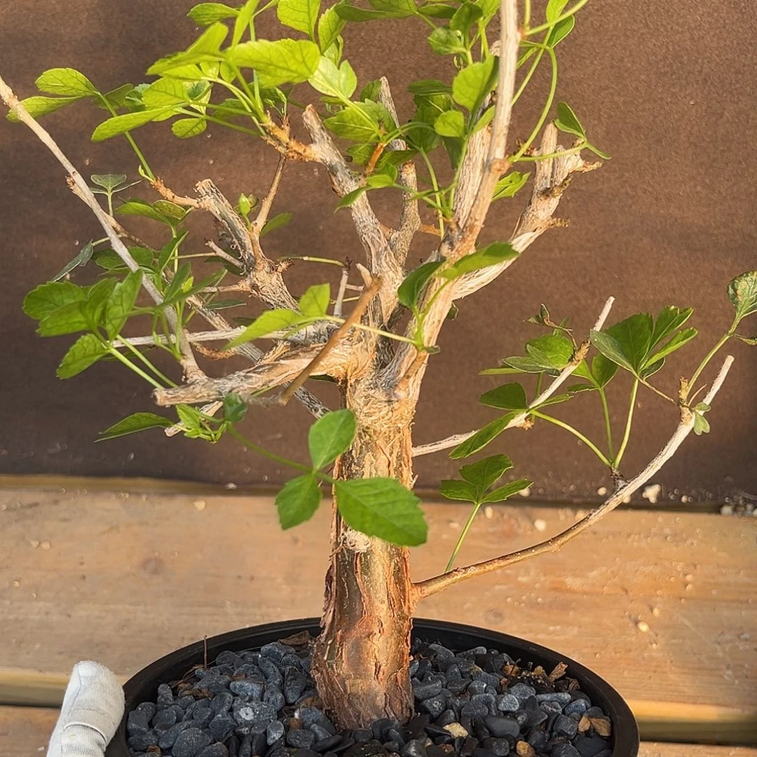 潮流植物 圆叶芳香橄榄