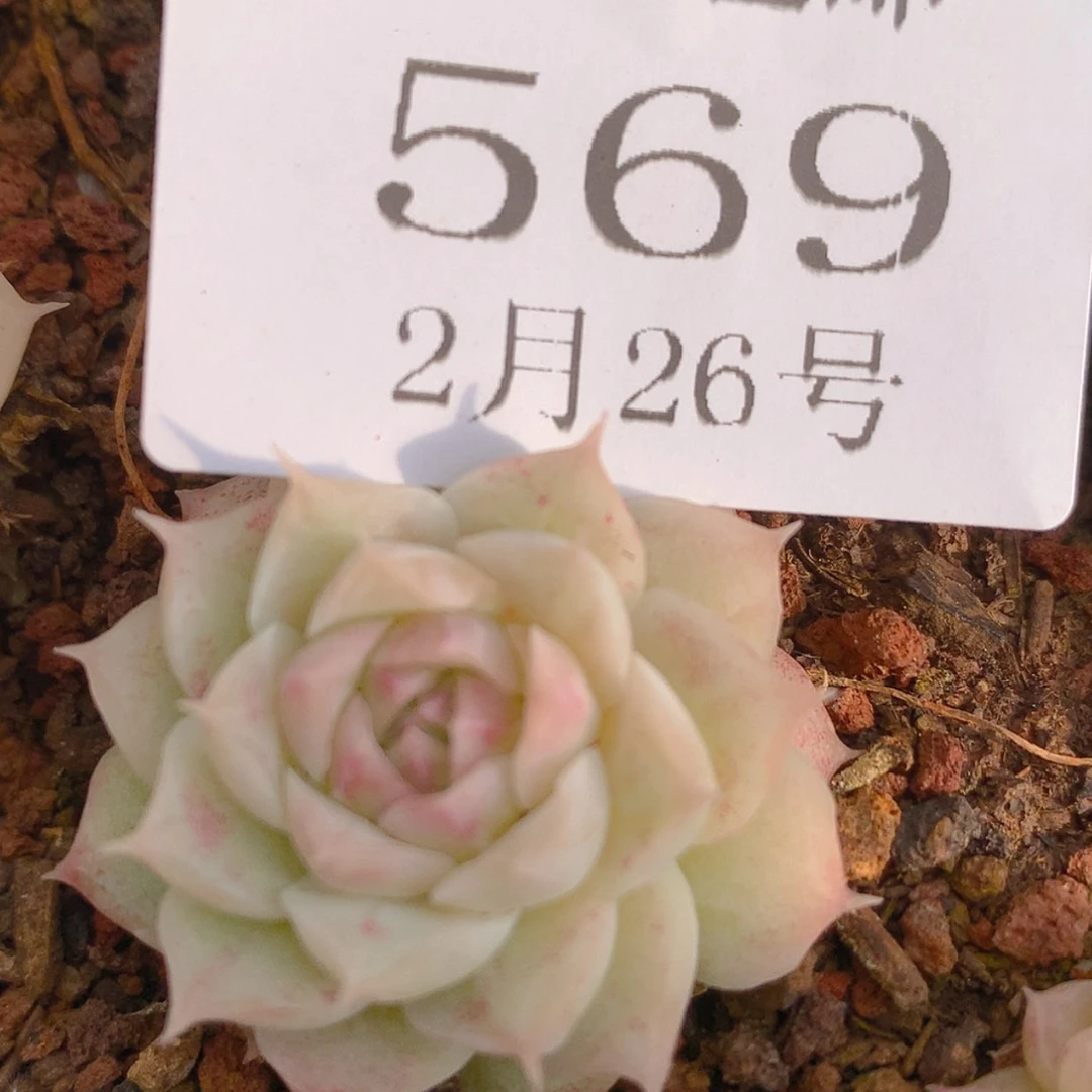 【闪购商品】云569