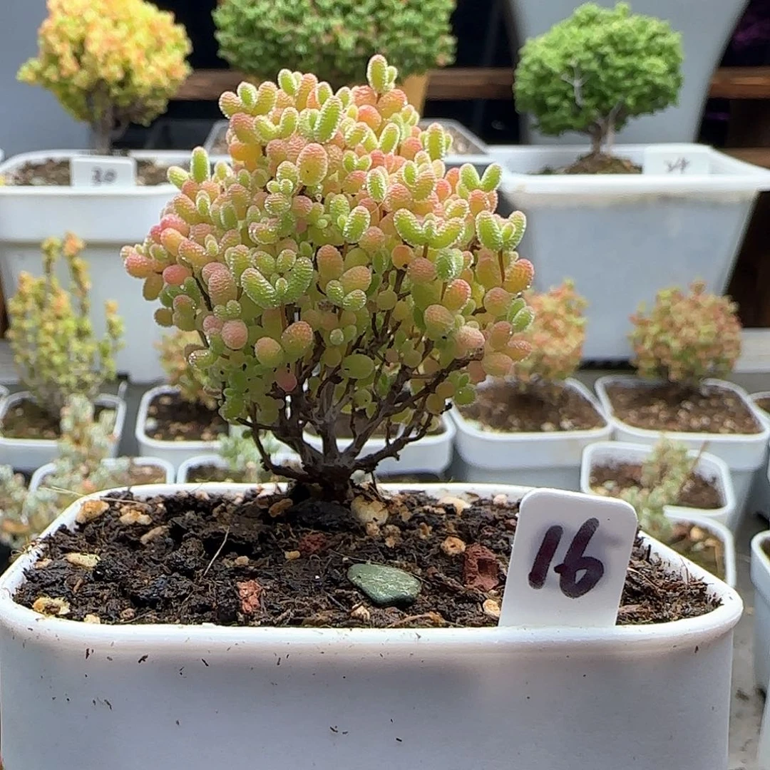 蜜橘糖球枝干番杏