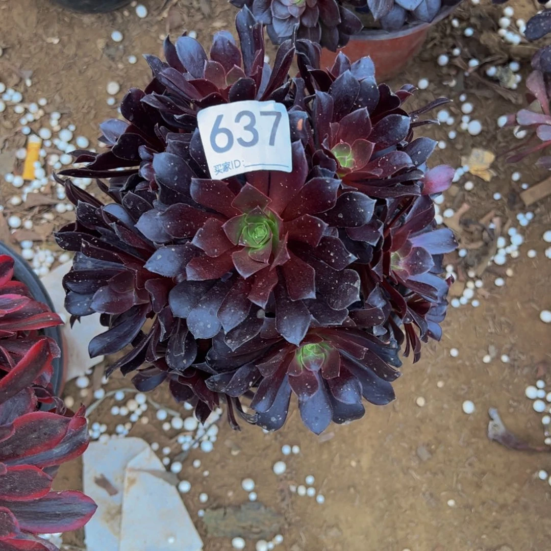 637欧紫多肉植物