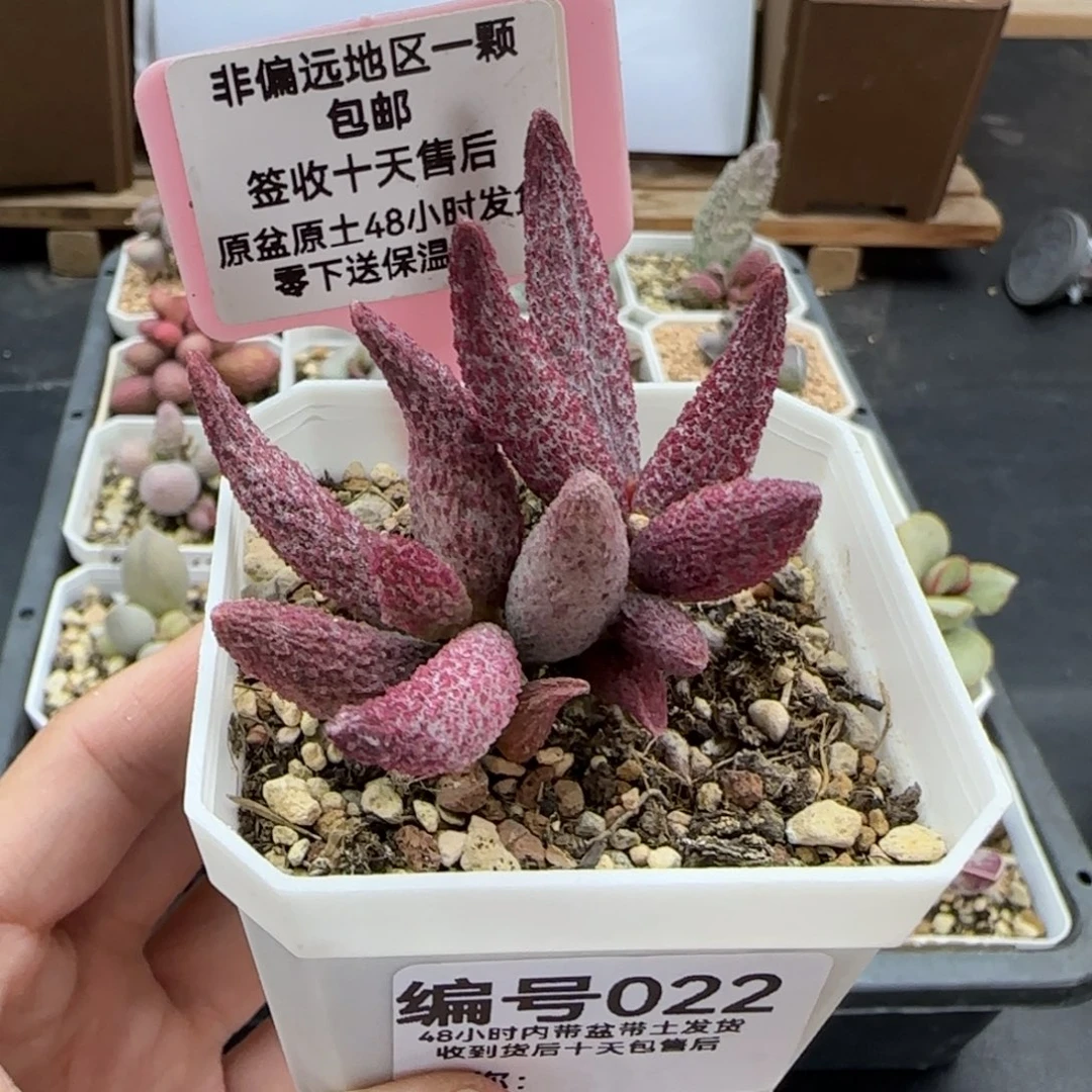 七*?022猪尾巴多肉植物