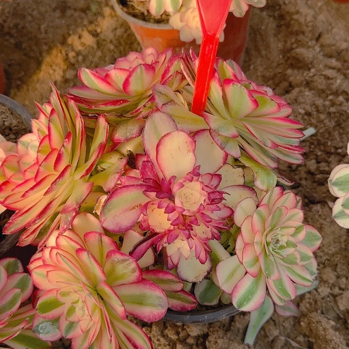 5-19荔枝多肉法师