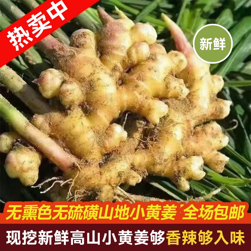 山地小黄姜当季现挖辛辣十足姜味浓郁够香够辣高山种植产地直销