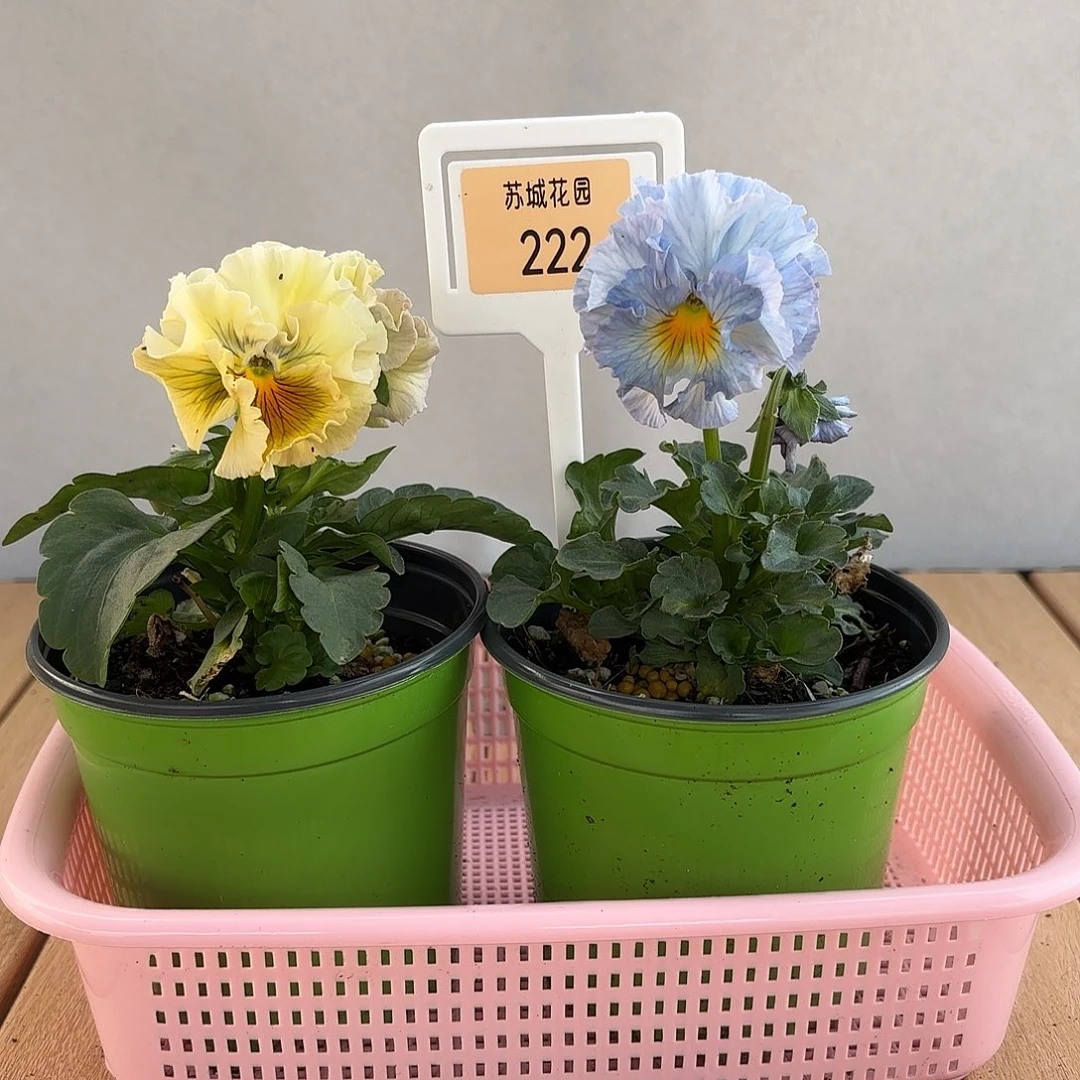 大部分开放少量花苞222