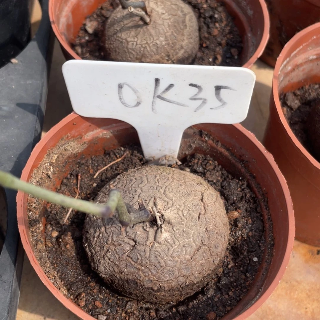 盆栽，龟甲龙5公分