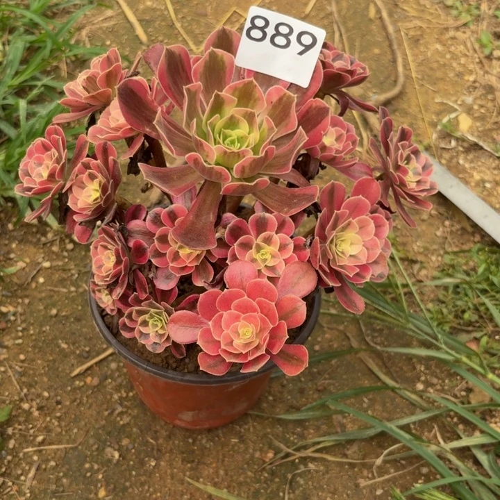 美杜莎多肉植物不包损889