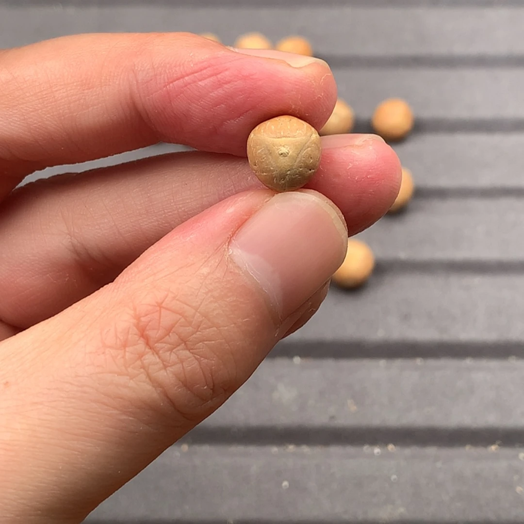 吊坠凤眼菩提十*10+实心龙，非质量问题开孔不退