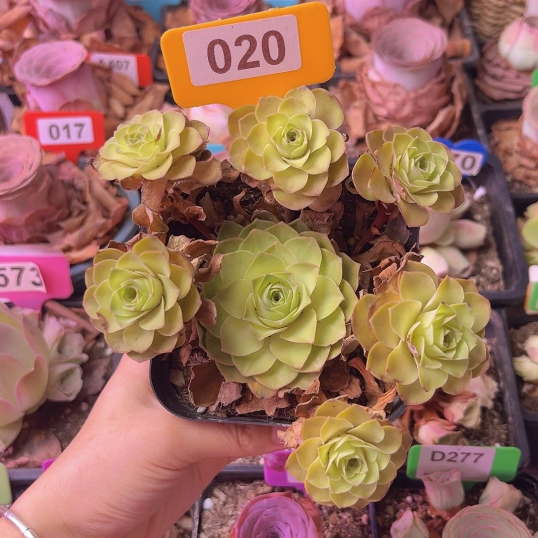 山地玫瑰一物一拍020