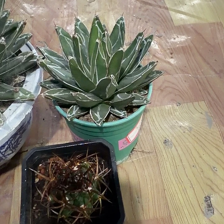 昨***天昨天一物一拍包邮