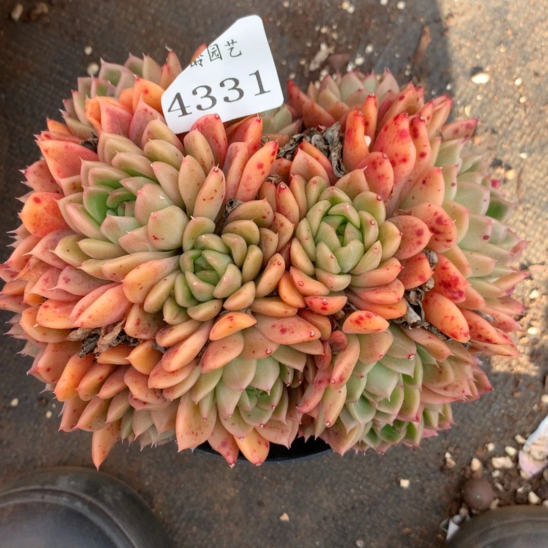 4331杂交精品基地14厘米