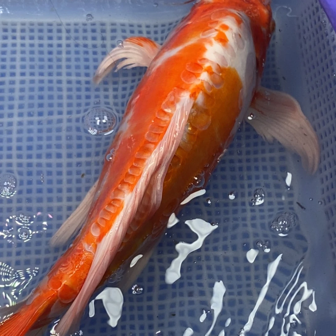 锦鲤冷水锦鲤包邮