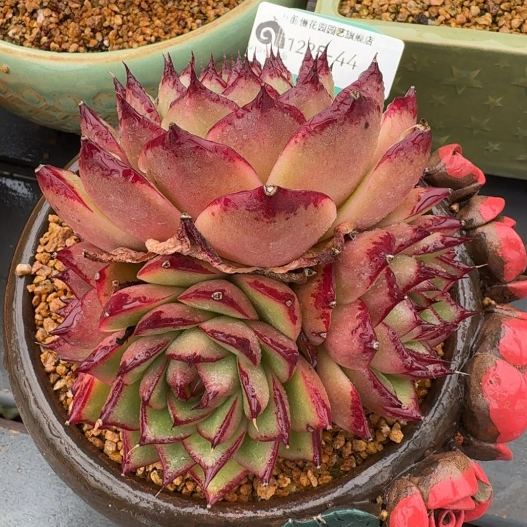 从前慢多肉精选编号1225.44