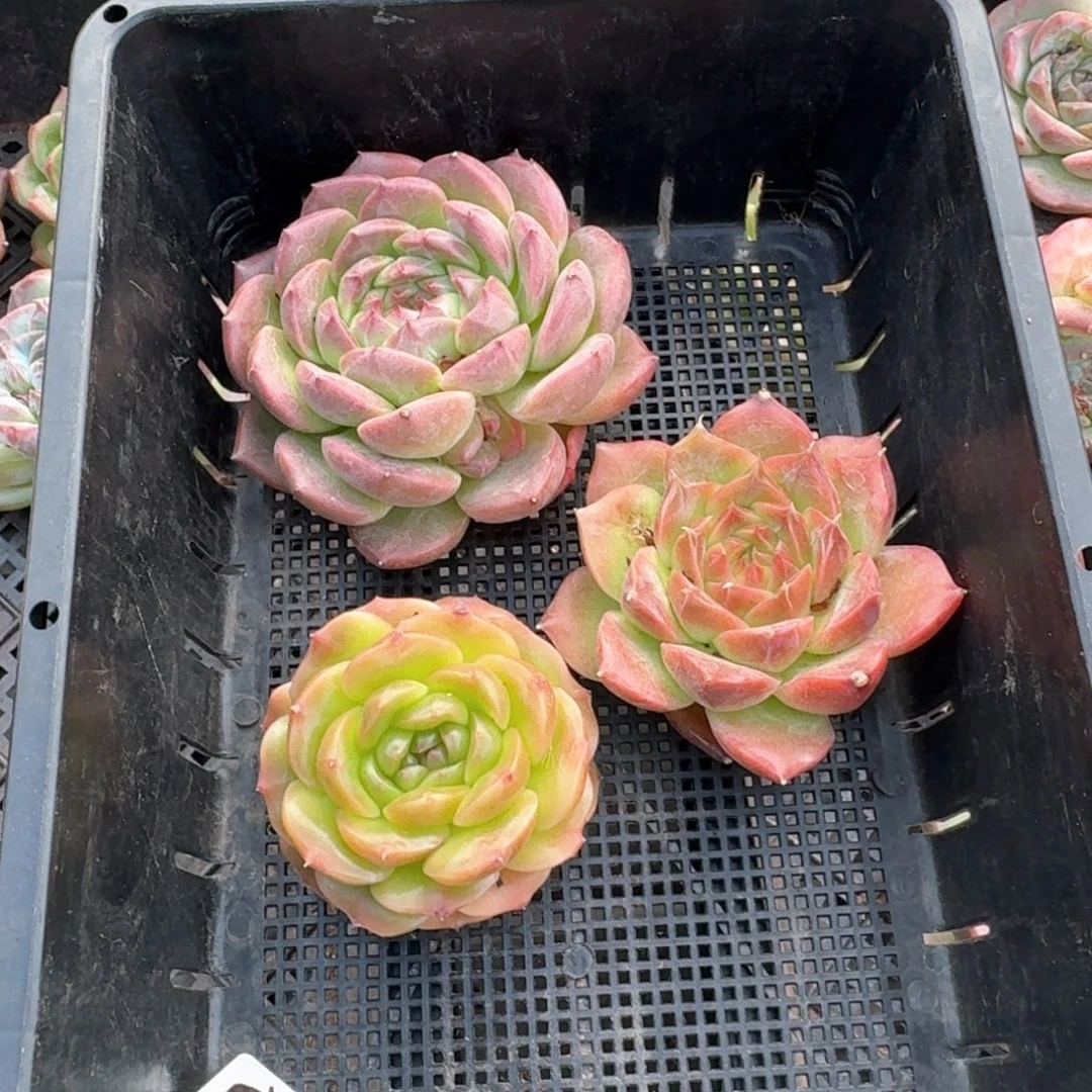 从前慢多肉精选编号0917.5