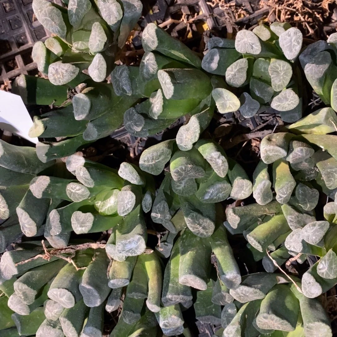 31115 一颗万象 端午福利。