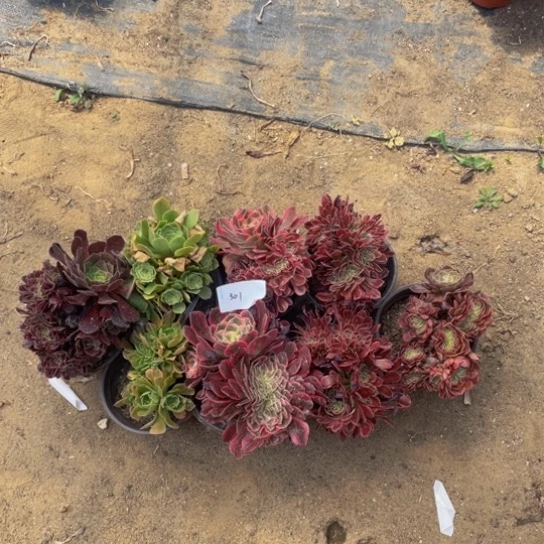 301，小缀套餐8颗微瑕