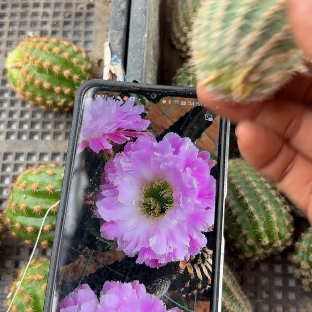 风雅彩侧牙20包邮仙人球47