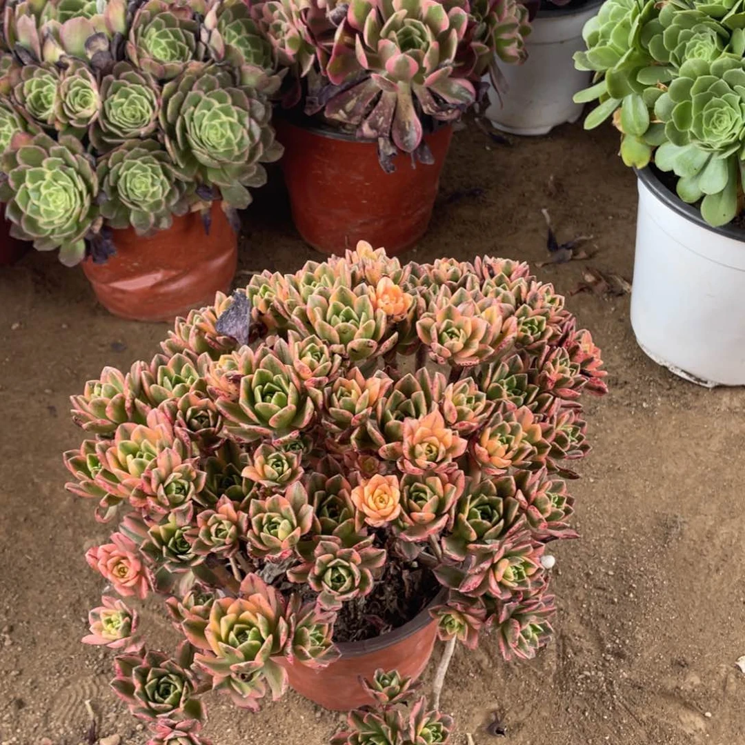 甜茶叶子背面会黑多肉法师断枝不包