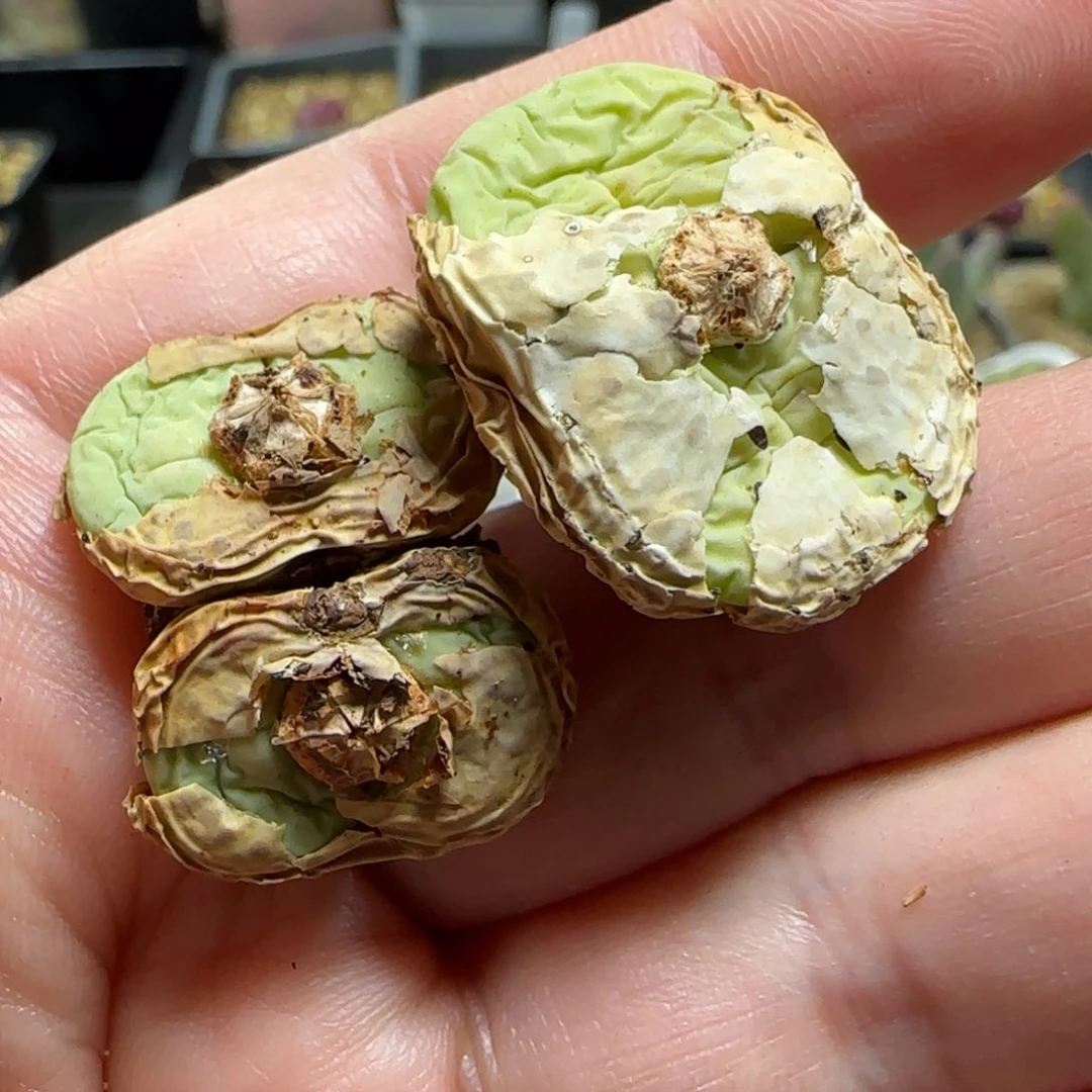 春*2.3多肉大型嘟嘟嘴一组45号