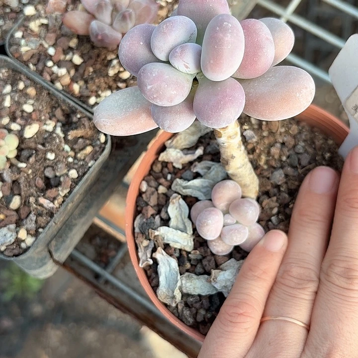 沐**麻zmzmxmxnnxjd342