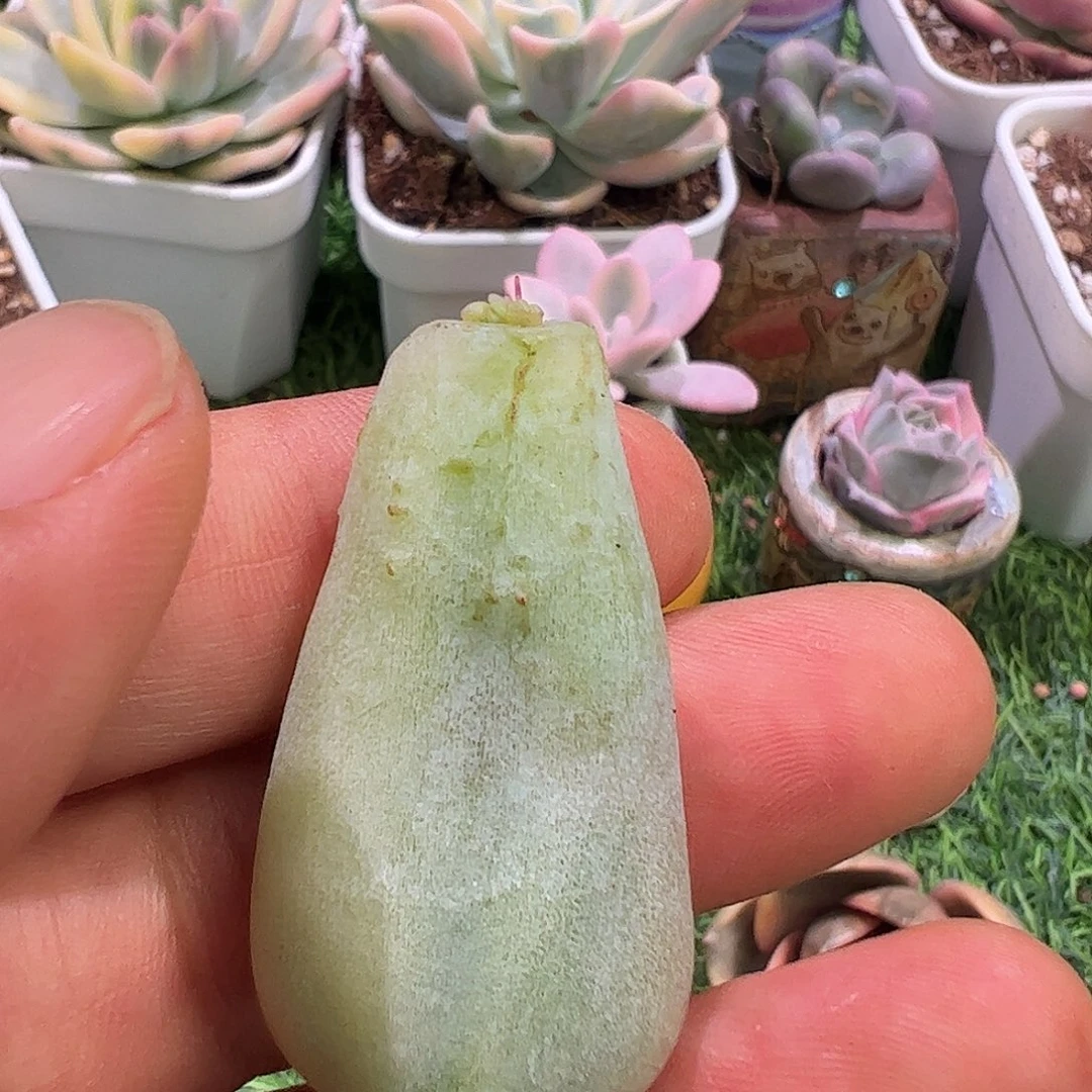 0***2多肉植物多肉植物