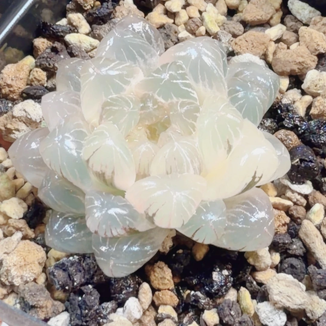 十二卷实生冰灯锦糊班