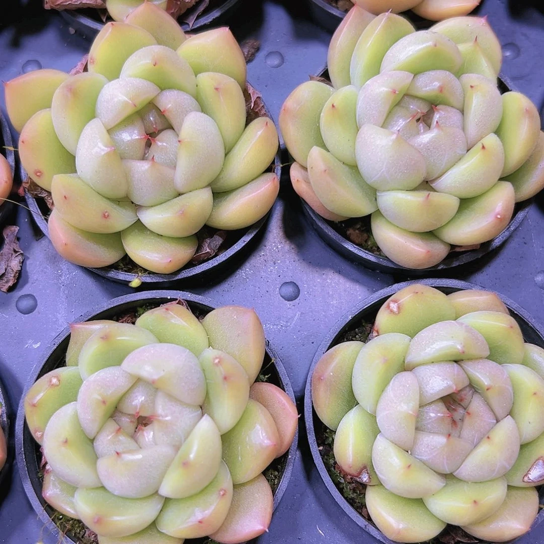 蓝鬼珍妮19包邮带盆带土