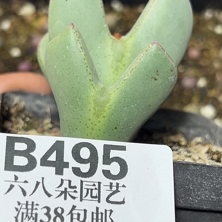 495号大将多肉植物
