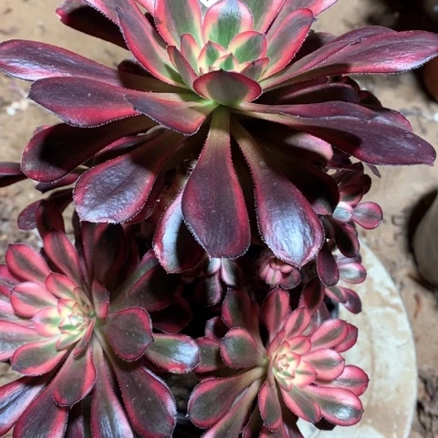 小***风283香奈儿偏远勿拍